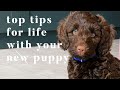 TOP TIPS FOR YOUR NEW PUPPY | FIRST WEEK WITH YOUR NEW PUPPY