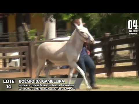 BOÊMIO DA GAMELEIRA