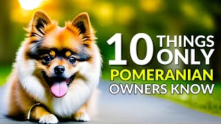 10 Things Only Pomeranian Owners Understand | Pet Insider