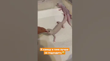 Укус эублефара