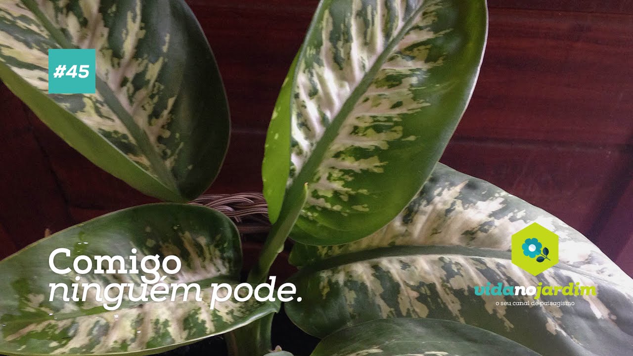 Dicas De Plantas Comigo Ninguem Pode Dieffenbachia Sp Youtube