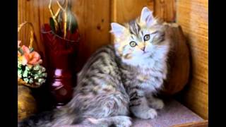 Мое слайд-шоу Сибирские котята и кошки Мое слайд-шоу Сибирские котята и кошки