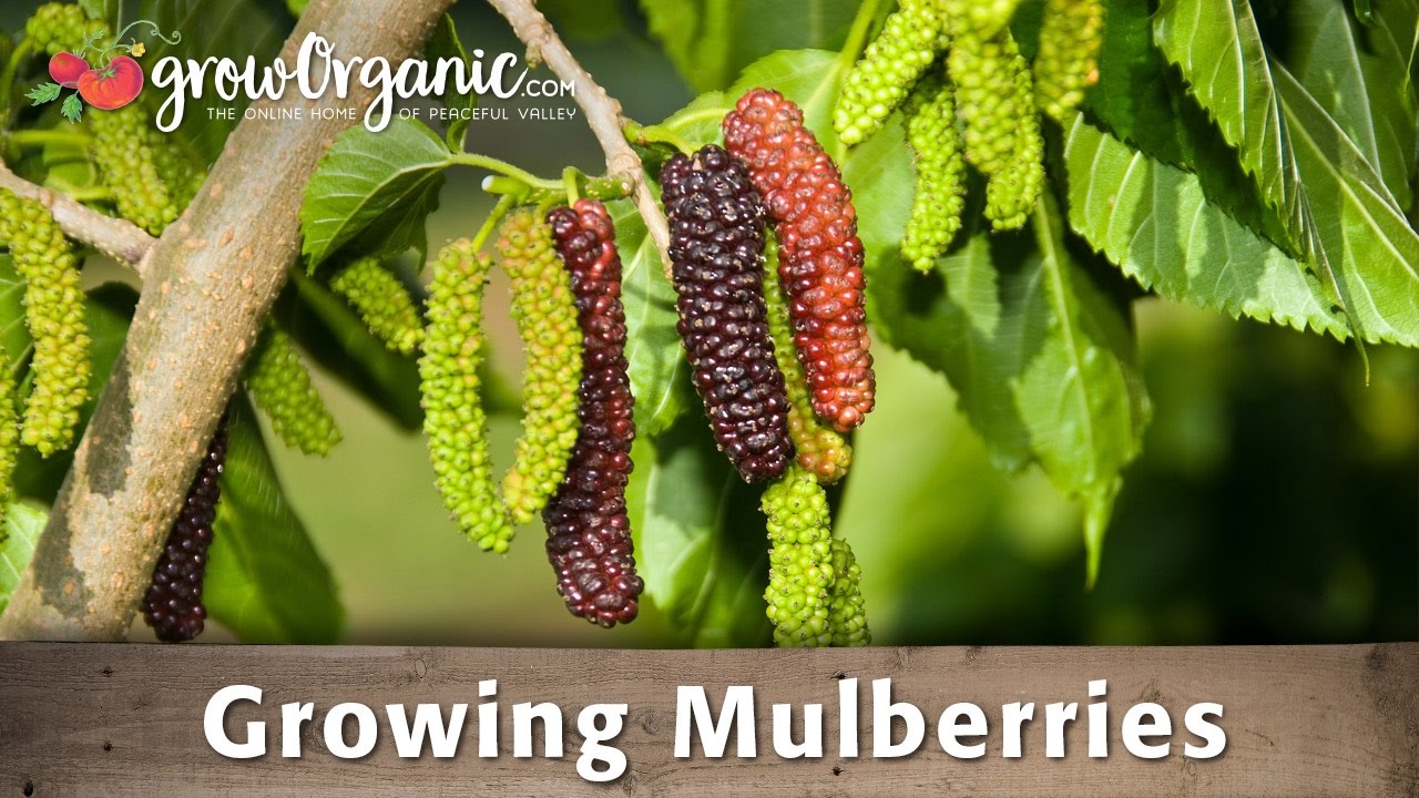Mulberry Tree at Home