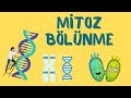 Mitoz Bölünme Nasıl Gerçekleşir? Evreleri Nelerdir?