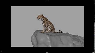 Leopard Behavior Study