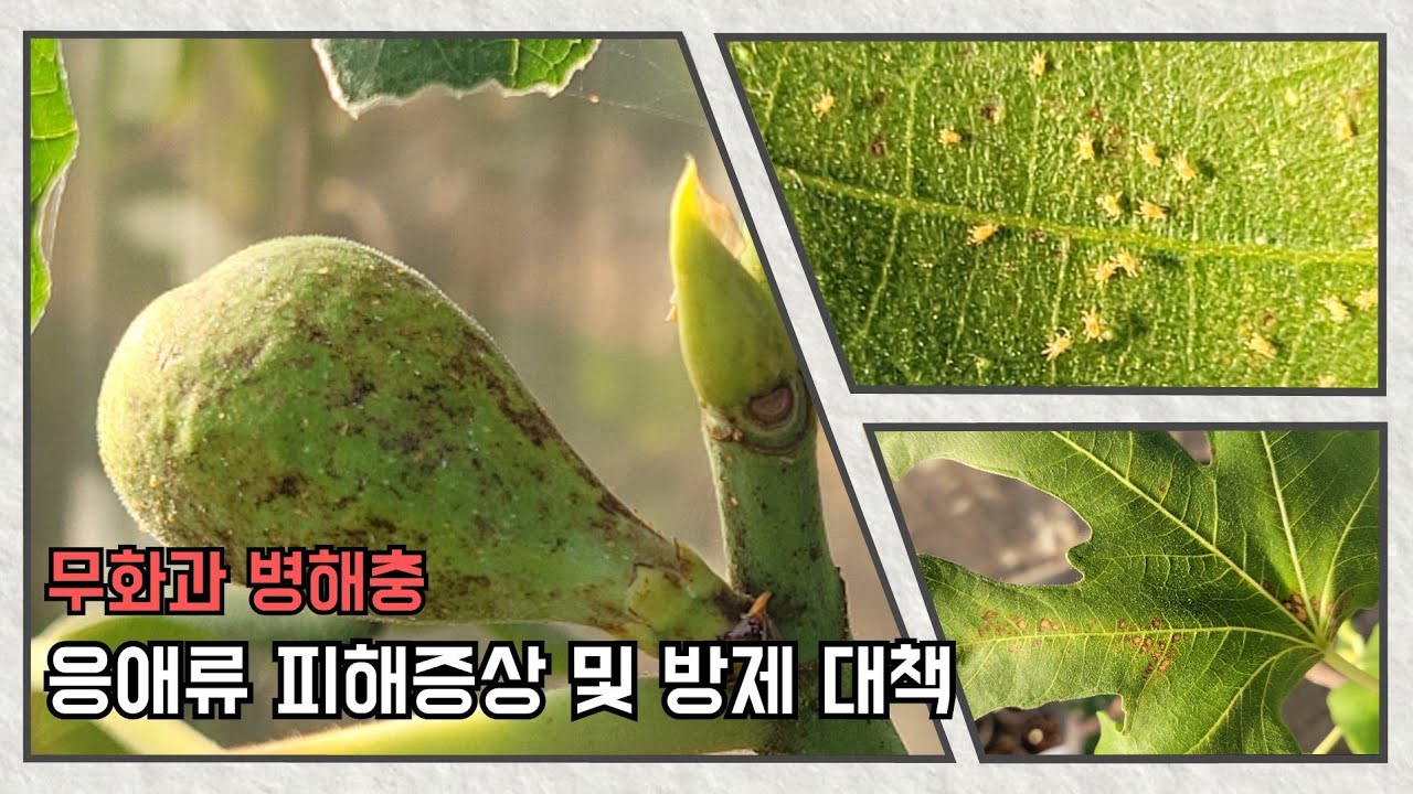 무화과 병해충 응애류 피해증상 및 방제 대책 (무화과병충해응애방제 무화과응애피해) - YouTube
