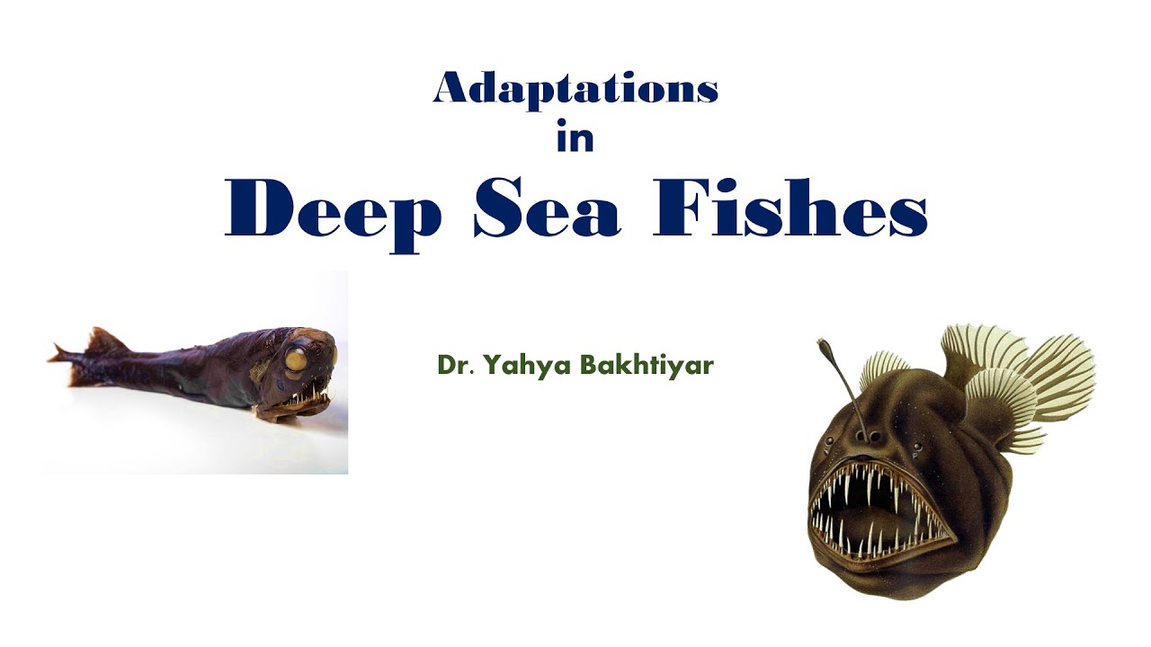 25 Adaptations in Deep Sea Fishes - YouTube