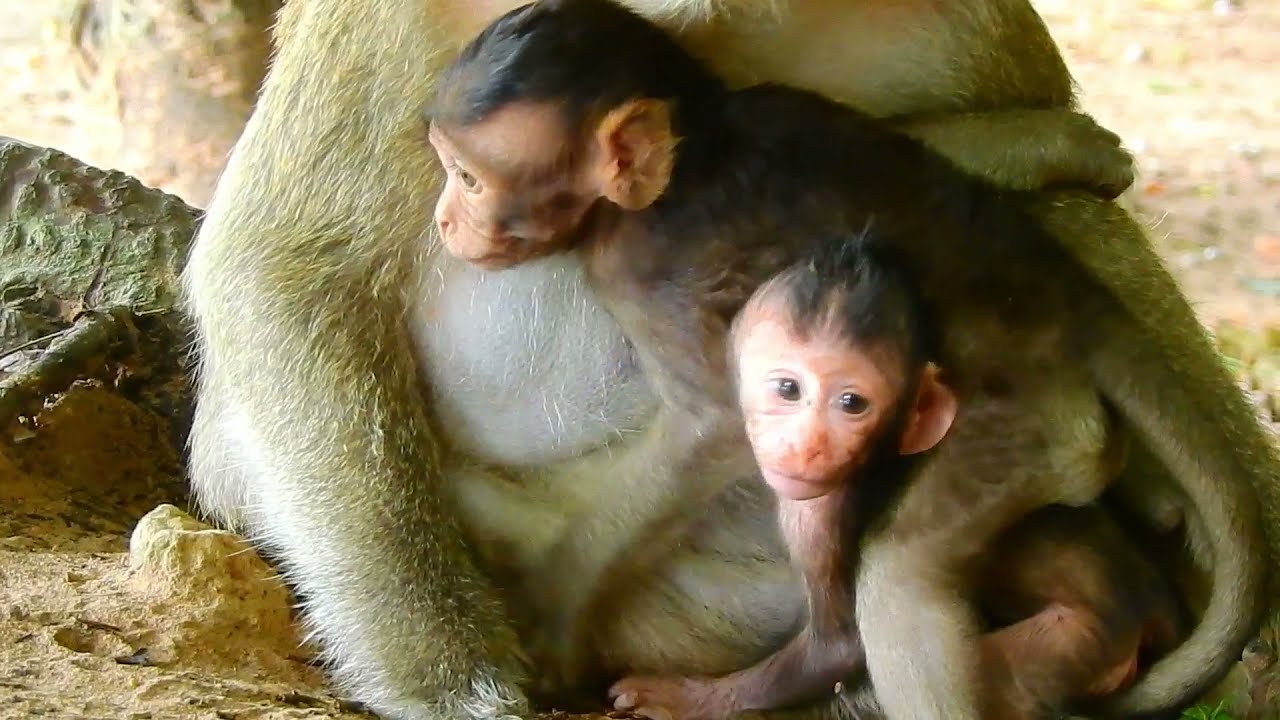 OMG! Tara Kidnap Cinn Little Baby Monkey! Why Tara Doing Like This On Newborn Baby Cinn!