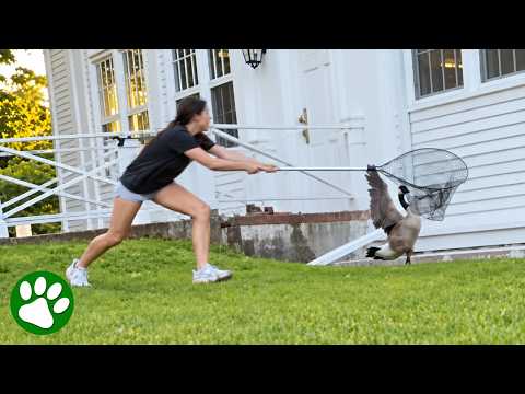 I Found A Goose In Danger And Rushed To Help Him