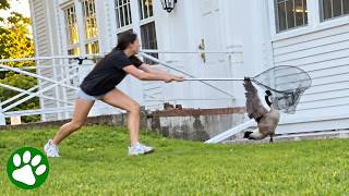 I Found A Goose In Danger And Rushed To Help Him