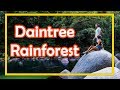 Hiking in the Daintree Rainforest, Australia  travel