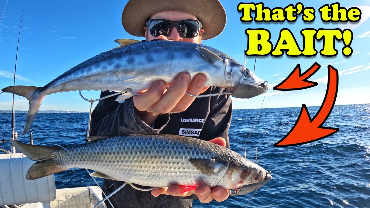 Chasing Winter Blues | The hunt for a Giant!