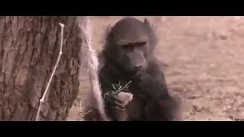 🎬 Thổ dân châu Phi tìm nước ở sa mạc như thế nào? ⚛️ Nguồn: Internet