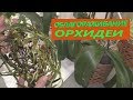 Пересадка и омоложение орхидеи. Фаленопсис в доме.