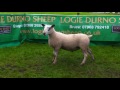 Lots 190-209 Fronteira Shearling Rams