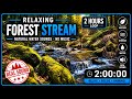 Relaxing Forest Stream Sounds 🌿 2 Hours of Flowing Water for Sleep &amp; Stress Relief (No Music)