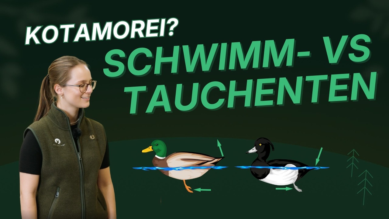 Schwimm- vs. Tauchenten (klassische Prüfungsfrage im Jagdschein!)