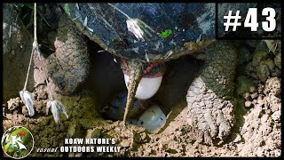 Wild Painted Turtle Laying Eggs (I felt so protective!) | KNOW #43 by Koaw Nature 3,233 views 3 years ago 3 minutes, 8 seconds