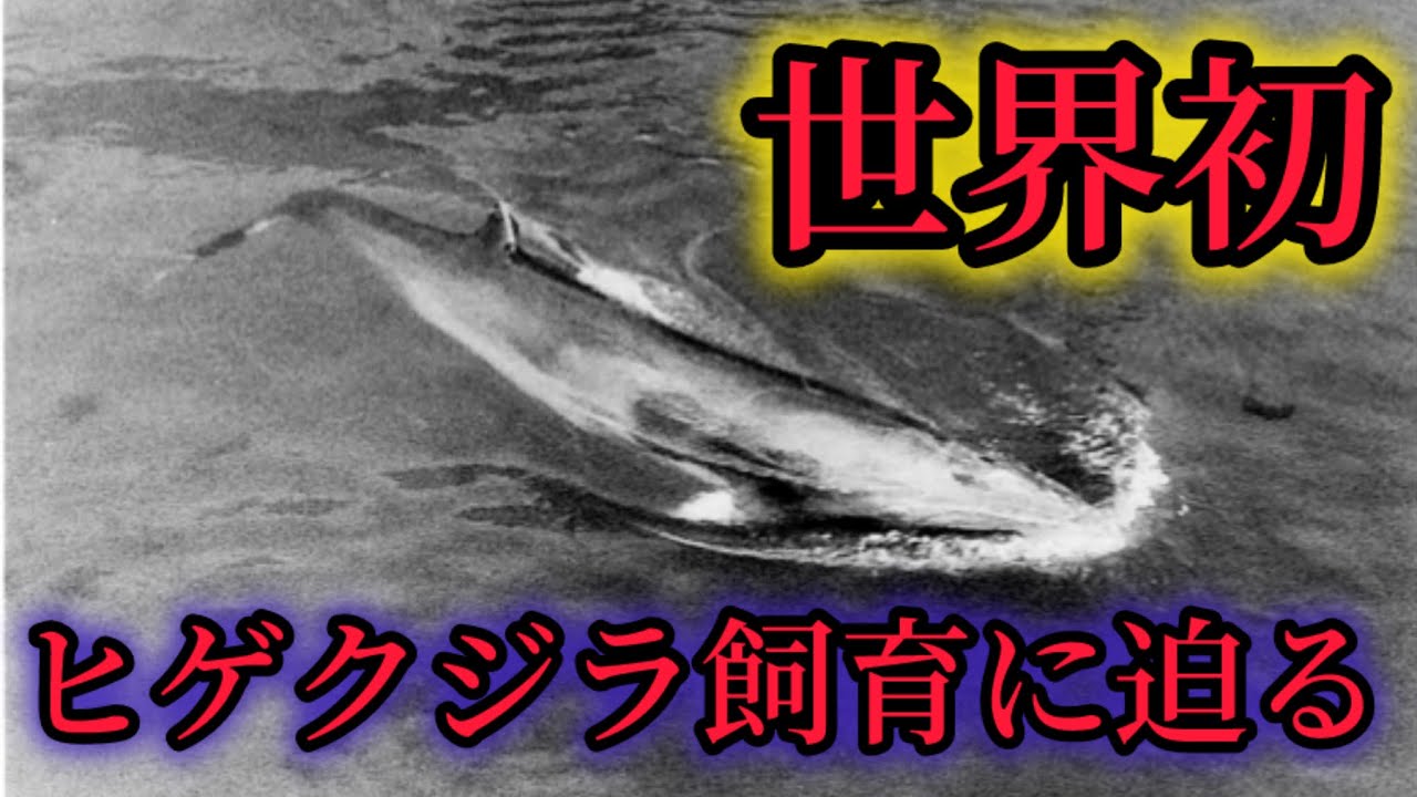快挙】世界で初めて日本の水族館で飼育されたヒゲクジラの真相に迫る
