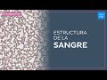 Estructura de la sangre - Histología Fácil | Kenhub