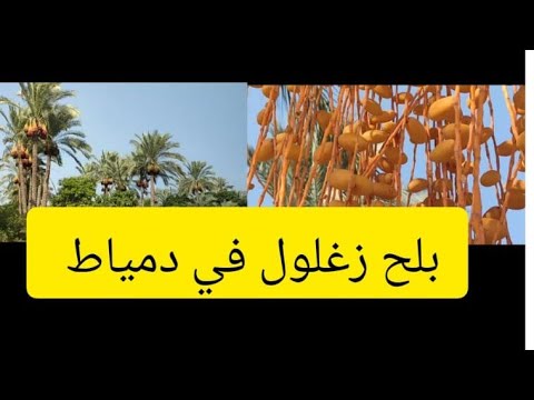 بلح زغلول في دمياط