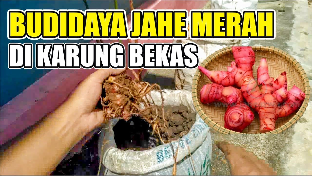 CARA BUDIDAYA JAHE MERAH MENGGUNAKAN KARUNG BEKAS 