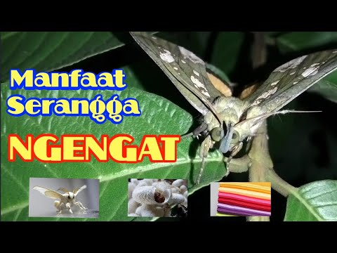 Video: Ngengat Raptor: Aerosol Dan Perangkap Ngengat Makanan, Bagian Gel Beraroma Lavender Dan Obat Lainnya