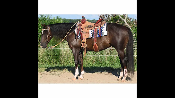 Hip #28 Peppers Magic Chrome 2015 AQHA Liver Chest...
