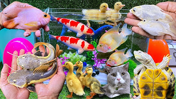 Thú Vị Bắt Cá Trê Bự, Cá Cảnh, Cá Ranchu, Cá Koi, Con Cá, Cua, Rùa, Con Rùa, Cá Chép