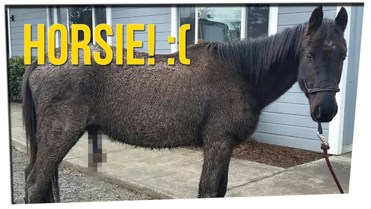 horseshoe bend Neglected Horse 