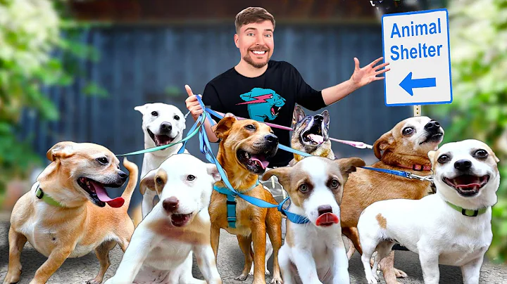 I Adopted EVERY Dog In A Dog Shelter - DayDayNews