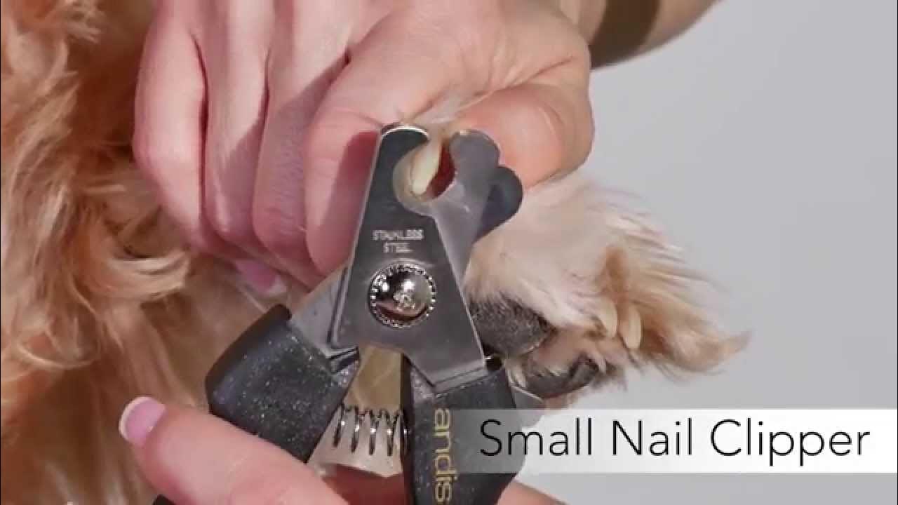 Andis Premium Pet Grooming Tools YouTube