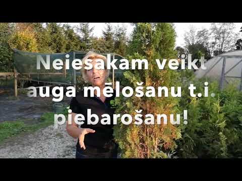 Video: Saules Sistēmas Un Augi Uz BioCube Jumta Leipcigā