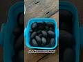 cara masak buah kemayau #shortvideo #shortsfeed #buah #buahlangka