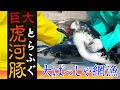 【巨大トラフグを捕る】ドローンで大バッシャ漁を撮影 漁の全貌をわかりやすく解説!