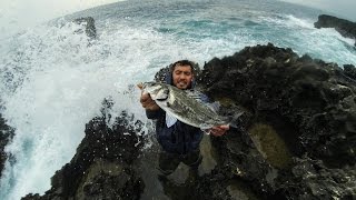Details Amazing Seabass release in Sicily - Sicilyfishing.com News