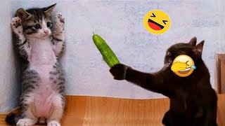 Hilarious Cats and Dogs😹🐶Funniest Animals 2024😼🐕‍🦺Part 10 by Pet channing168 5,072 views 4 weeks ago 33 minutes