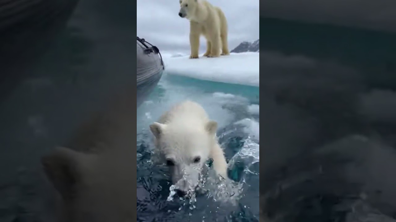 Polar Bear Cub Rescued From Icy Waters