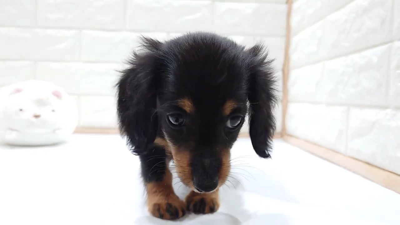 富谷店」ミニチュア・ロング・ダックスフンド - YouTube