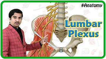 The Lumbar Plexus  - Gross Anatomy