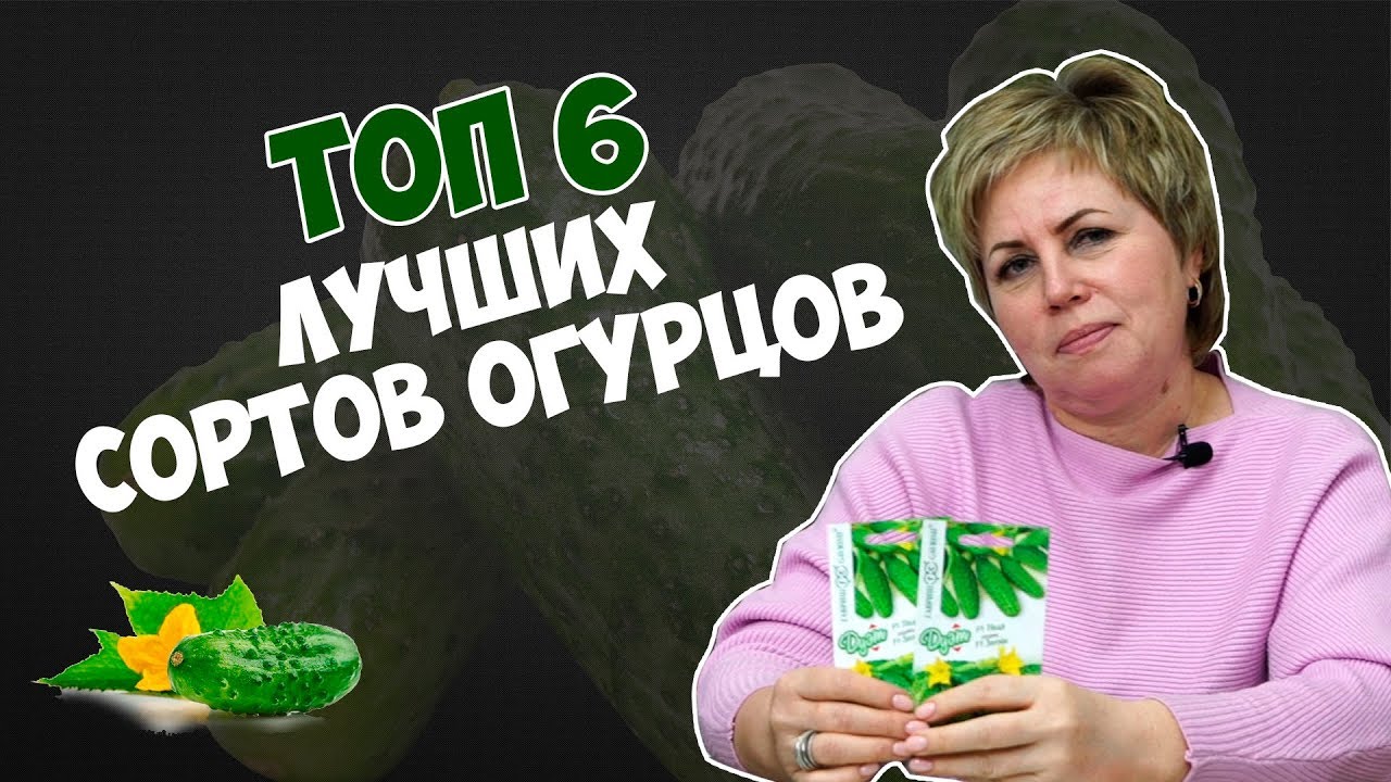 ТОП 6 пчелоопыляемых огурцов для открытого грунта 🥒 Обзор сортов HItsadTV