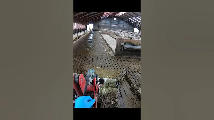 Mini Tractor Power! Cleaning Manure at the Cow Farm 🐄💪