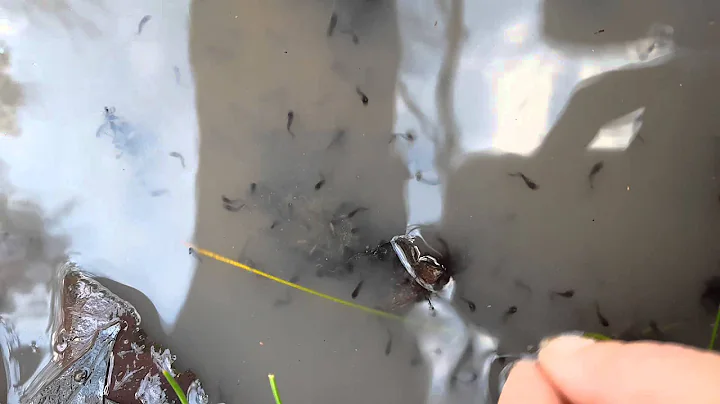 Toad tadpoles in January 2016