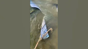 Samaki Mtu Akiwa Ameriki Dunia Nje Ya Bahari Kwa Kunaswa Na Wavuvi 