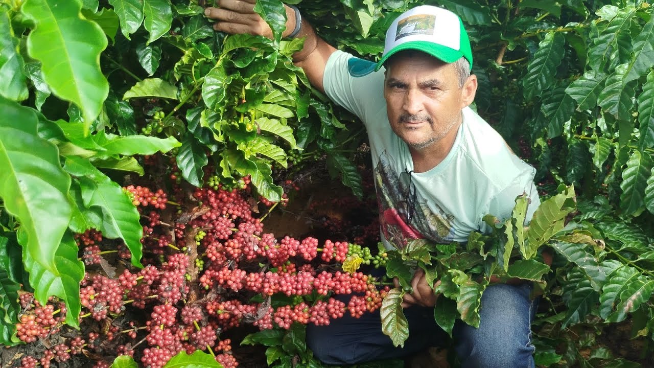 CLONE (CM1 NA SUA PRIMEIRA COLHEITA