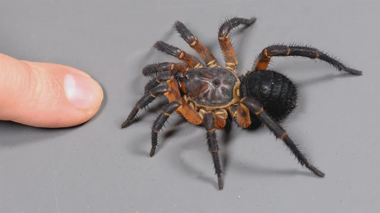 The World's Strangest Spider Revealed