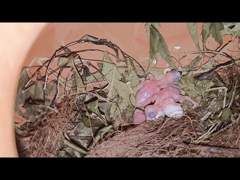 Java sparrow egg&chicks progress| birdnest | birdegg  | birds sounds #chicksfeed
