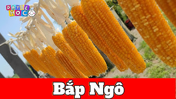 Bé Học Bắp Ngô | Nhận Biết Rau Củ Quả Cho Bé | Dạy Bé Học Thông Minh