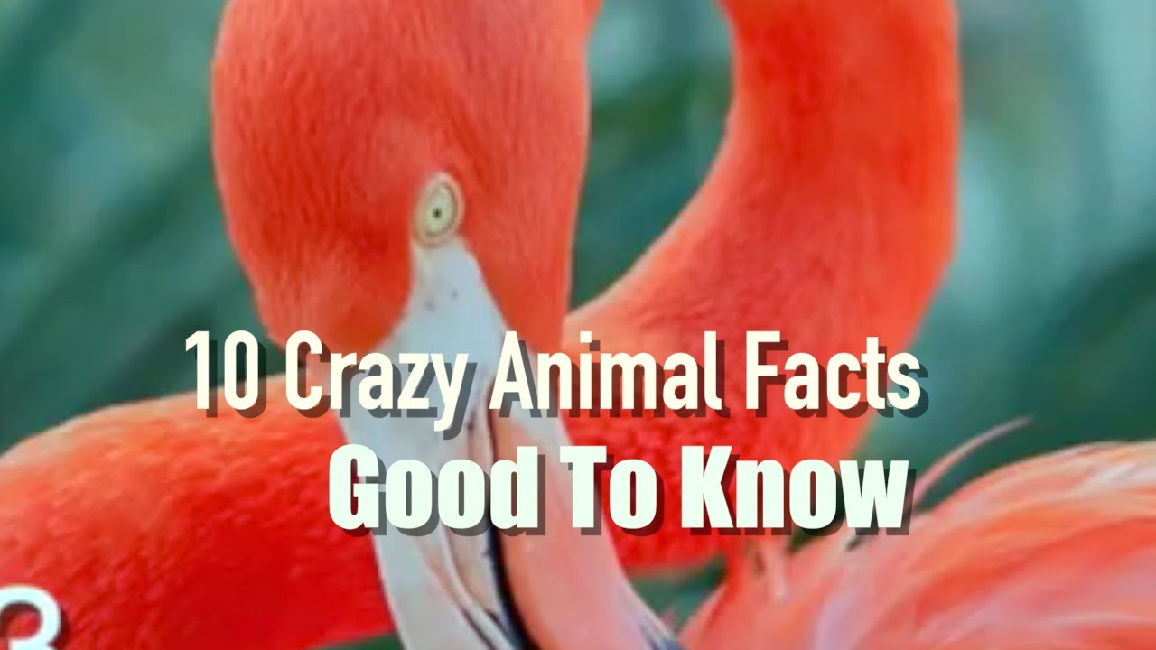 10 Crazy Animal Facts - YouTube