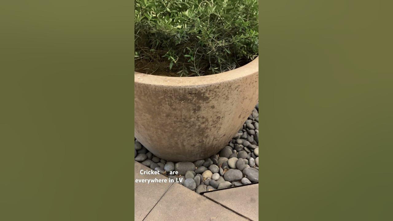 Crickets everywhere in Las Vegas! lasvegas cricket YouTube